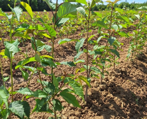 Piante da frutta a radice nuda - portainnesto colt