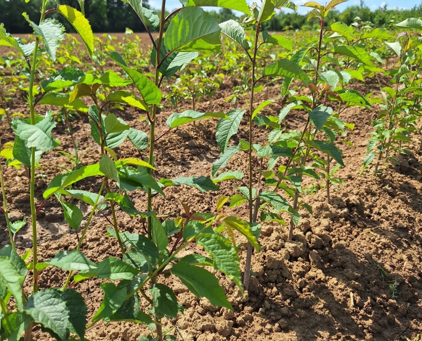Piante da frutta a radice nuda - portainnesto colt