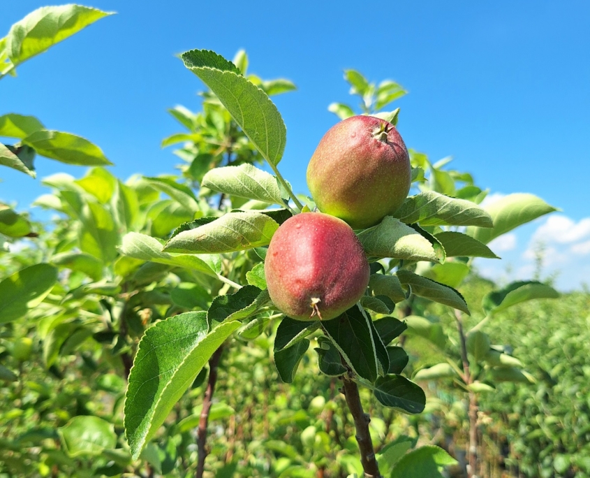 Piante da frutta a radie nuda - melo