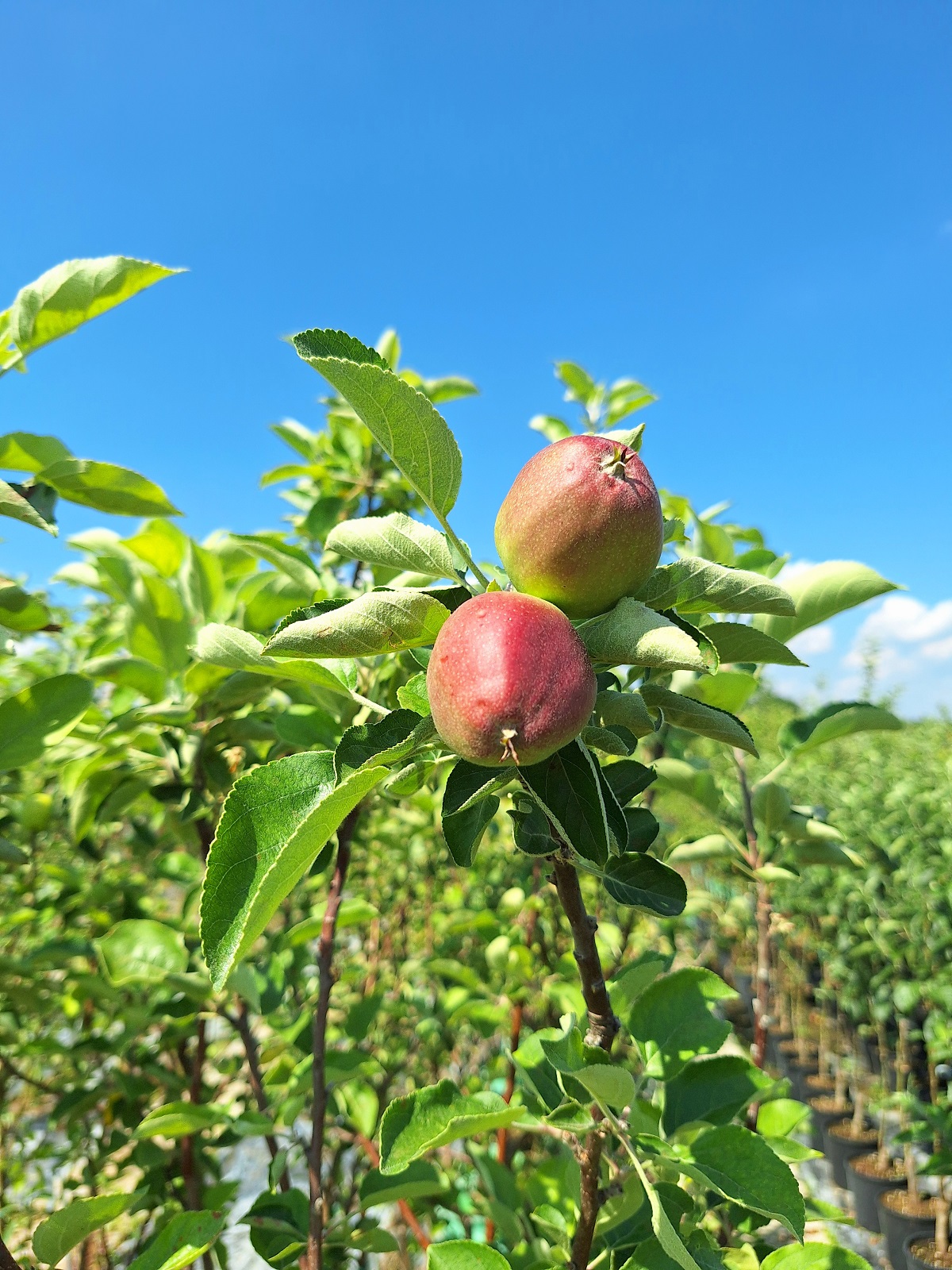 Piante da frutta a radie nuda - melo