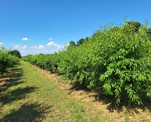 Piante da frutto a radice nuda - campo di piante madri 1