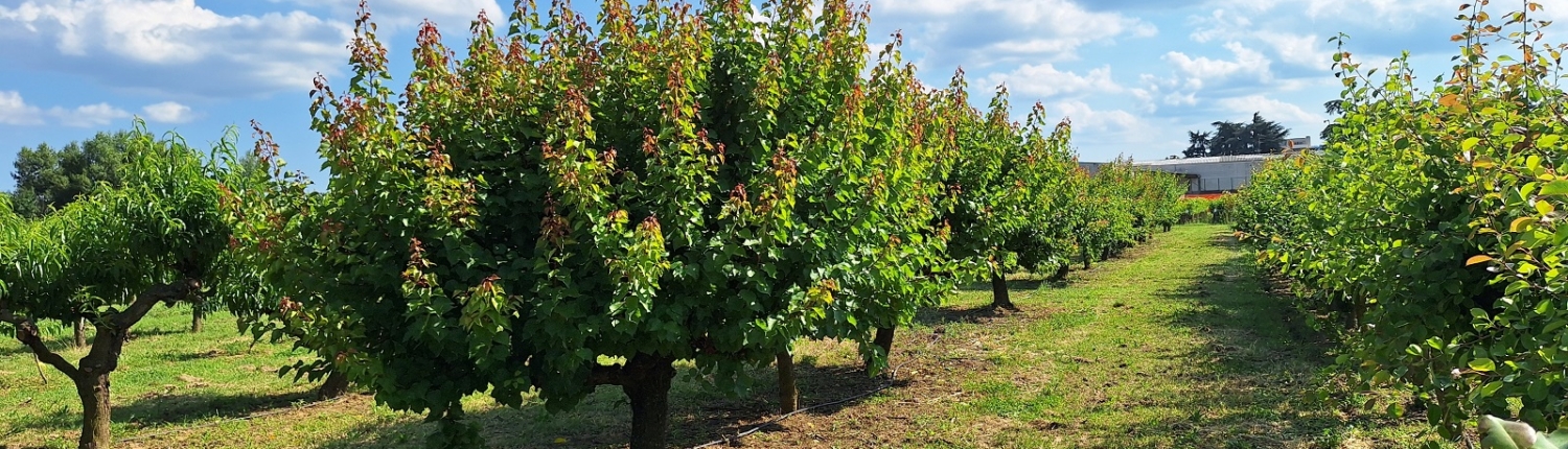 Piante da frutto a radice nuda - campo di piante madri