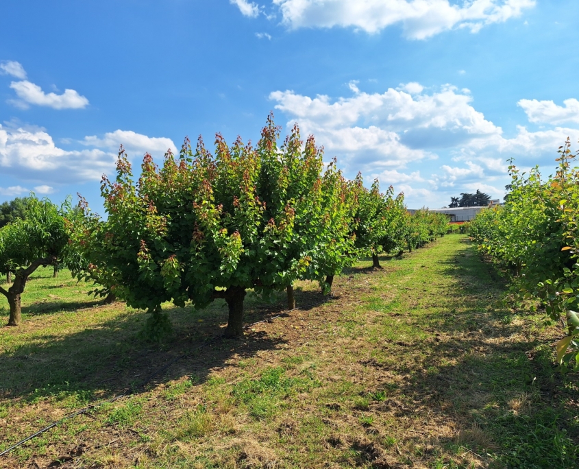 Piante da frutto a radice nuda - campo di piante madri