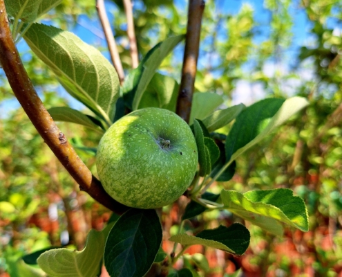 Piante da frutto a radice nuda - melo Lavina