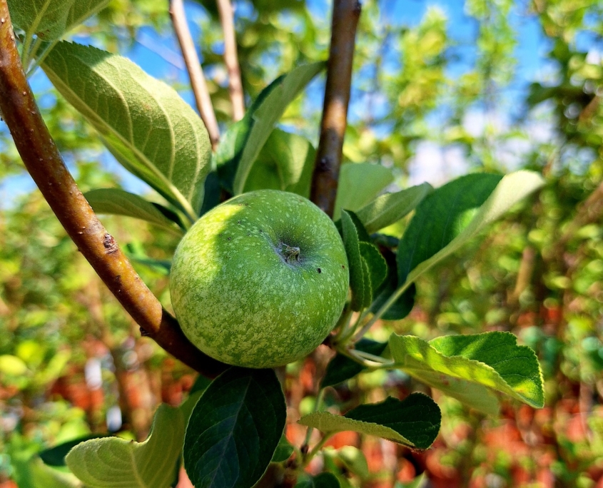 Piante da frutto a radice nuda - melo Lavina