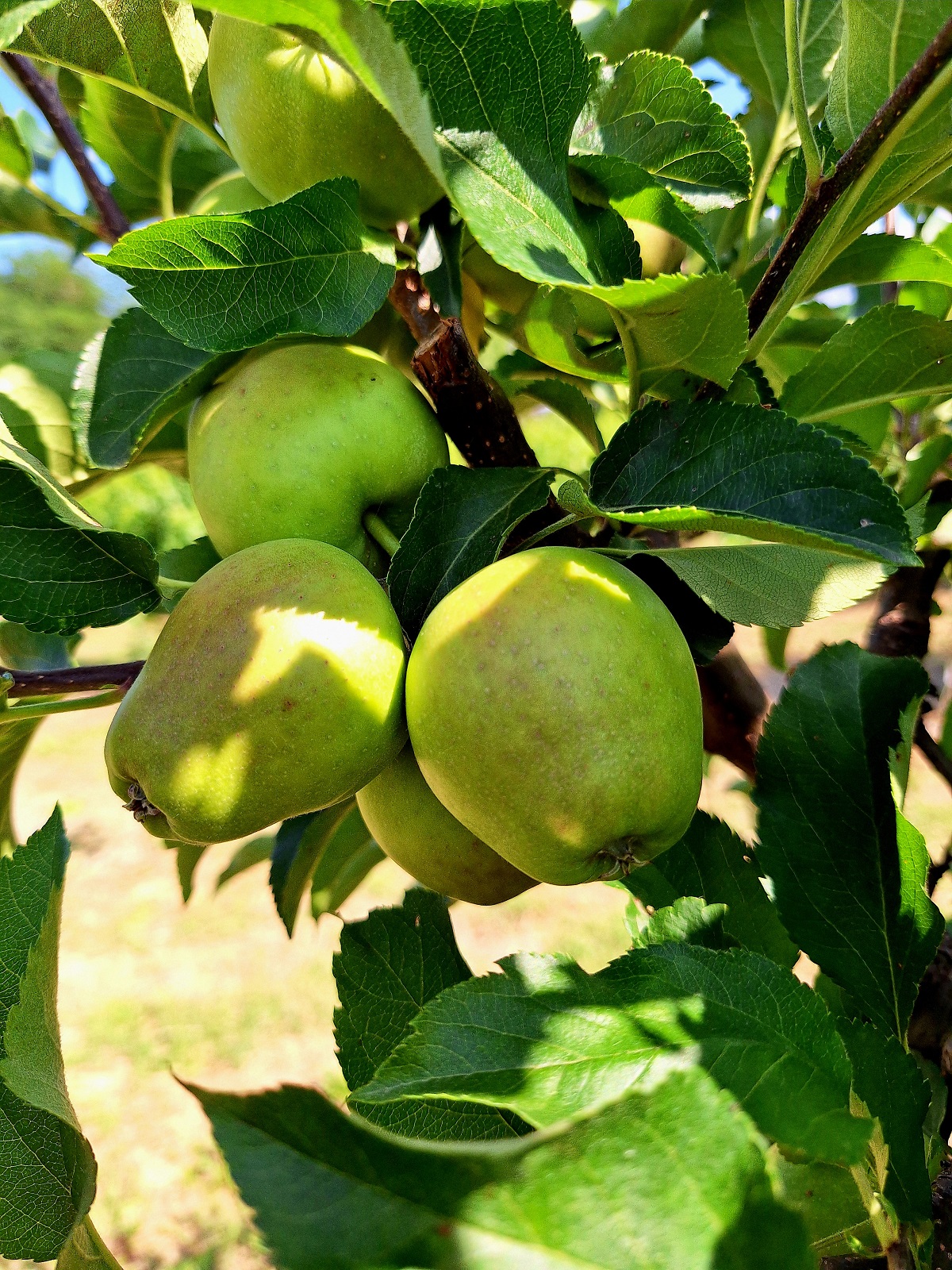 Piante da frutto a radice nuda - melo Limoncella