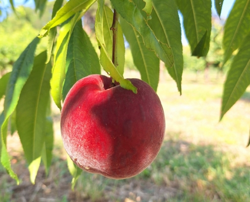 Piante da frutto a radice nuda - pesco Sagittaria
