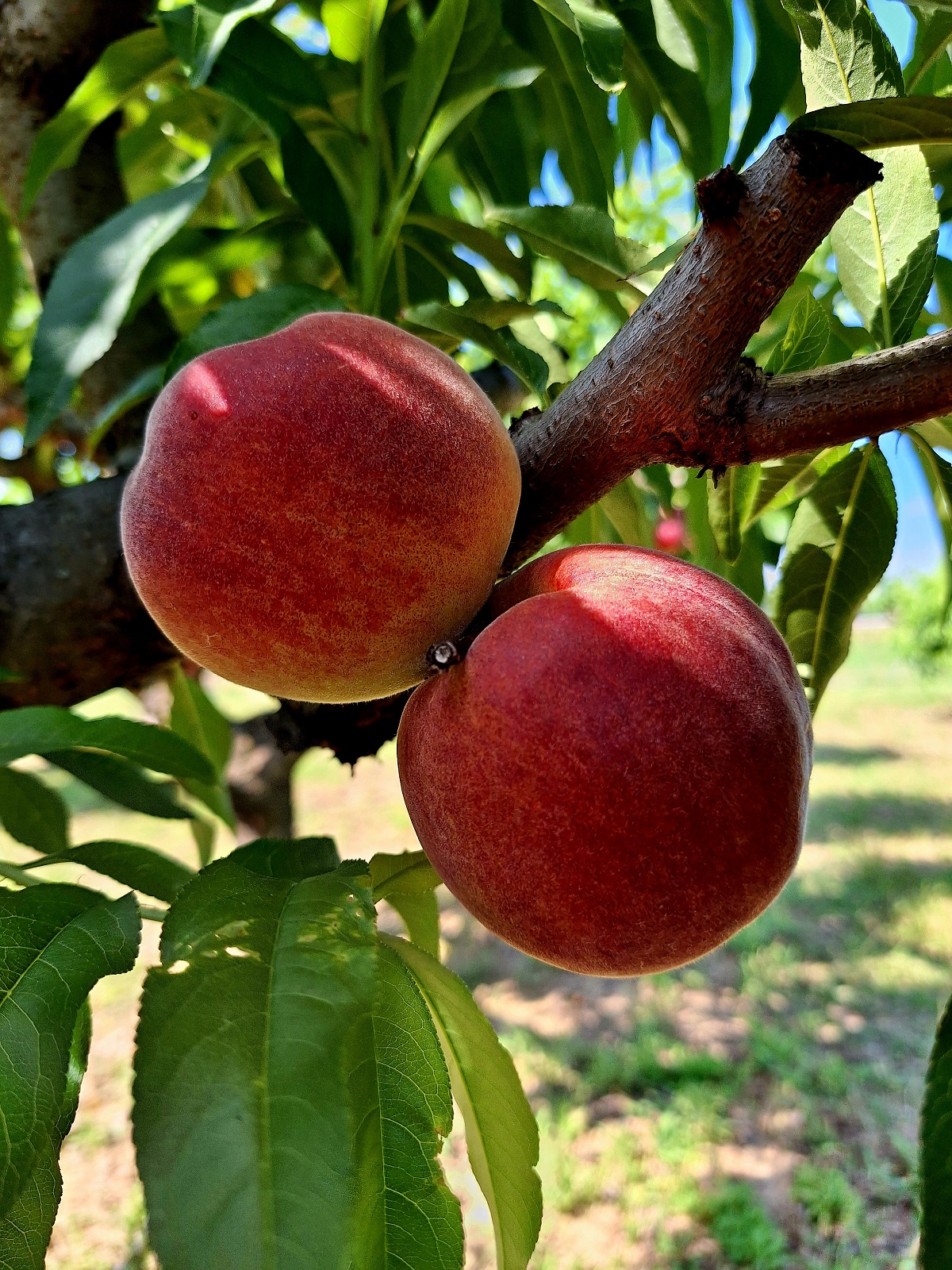 Piante da frutto a radice nuda - pesco Suncrest