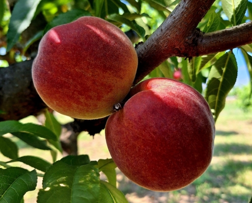 Piante da frutto a radice nuda - pesco Suncrest