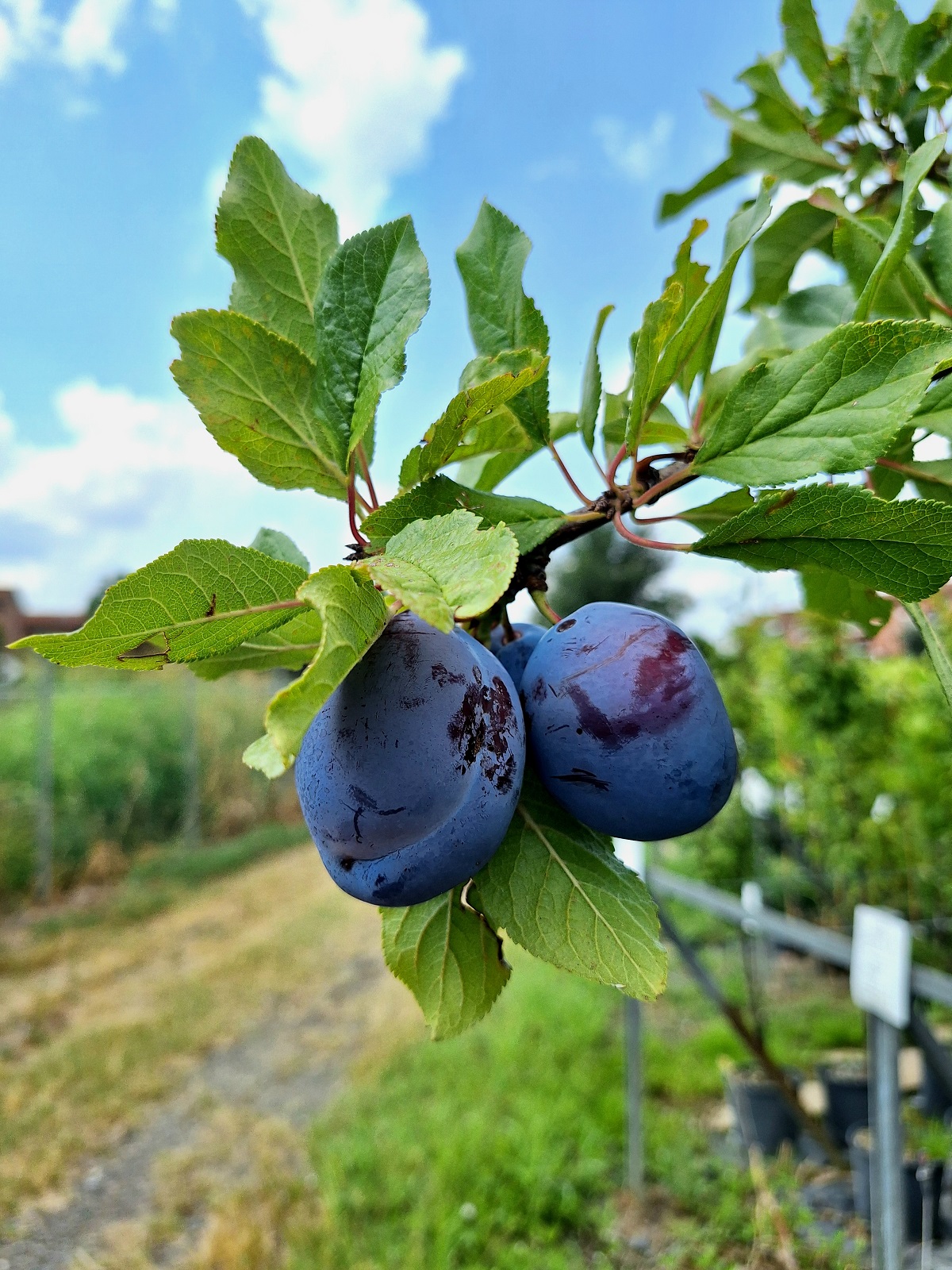 Piante da frutto a radice nuda - susino Stanley
