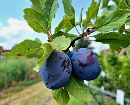Piante da frutto a radice nuda - susino Stanley
