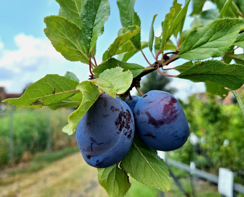 Piante da frutto a radice nuda - susino Stanley