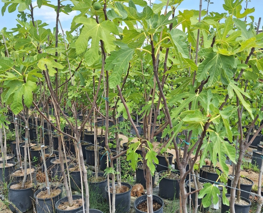 Piante da frutto in vaso - fichi Violette