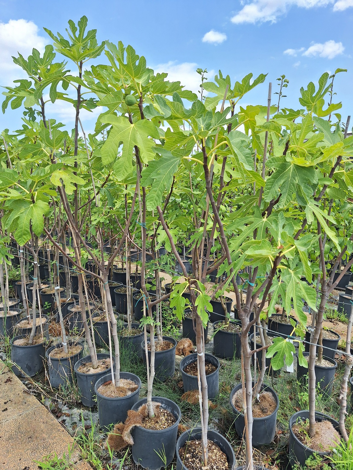 Piante da frutto in vaso - fichi Violette