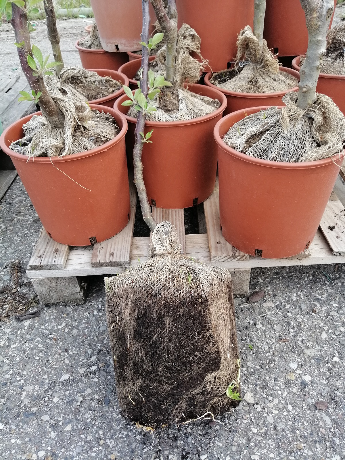 Piante da frutto in zolla eco 1