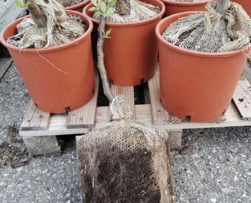 Piante da frutto in zolla eco 1