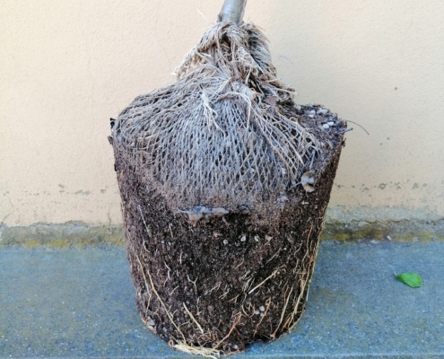 Piante da frutto in zolla eco 3