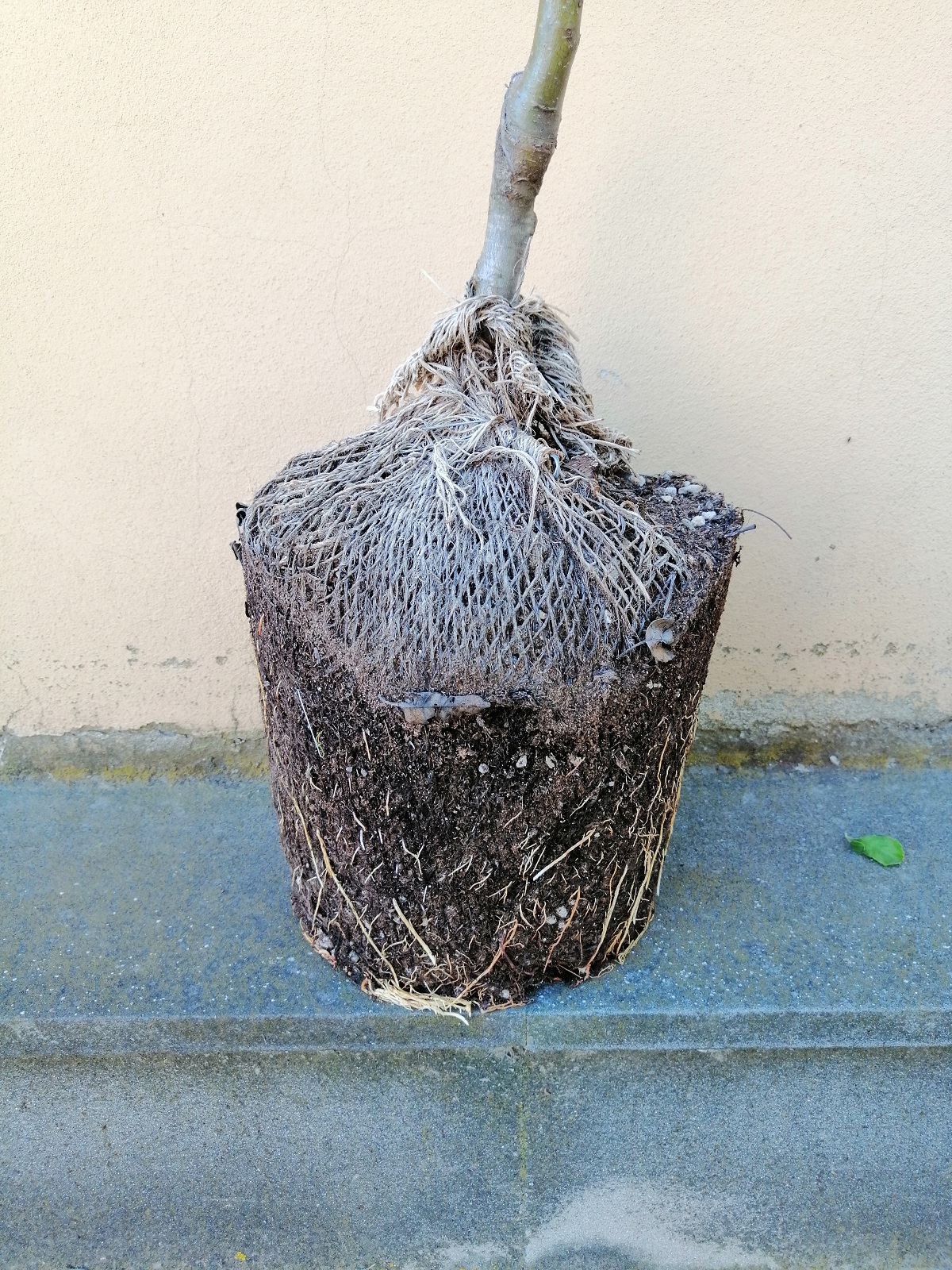 Piante da frutto in zolla eco 3