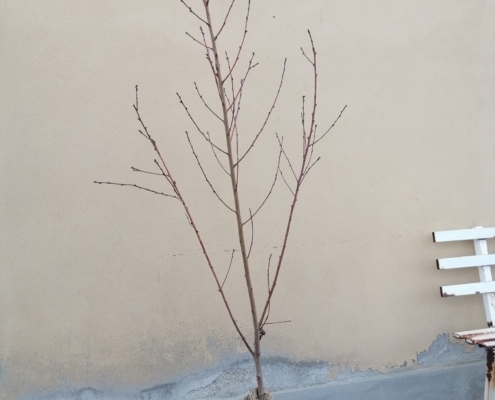 Piante da frutto in zolla eco - appena invasata