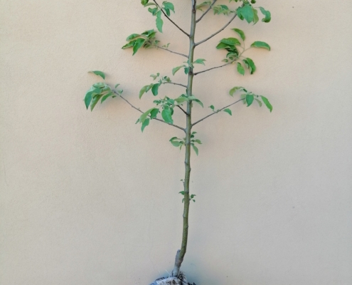 Piante da frutto in zolla eco - radicata