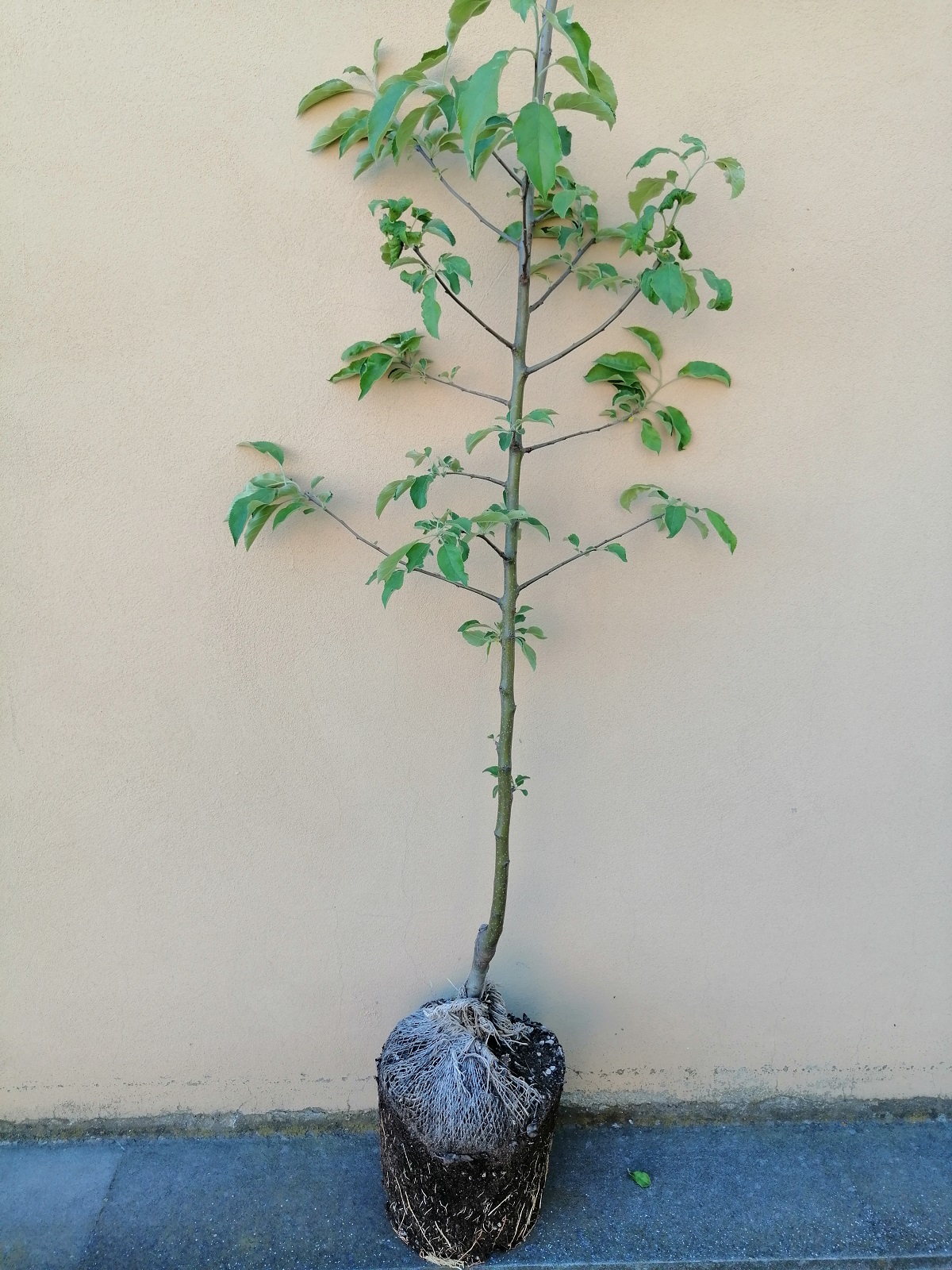 Piante da frutto in zolla eco - radicata
