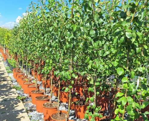 Piante da futto in vaso - melo Decana