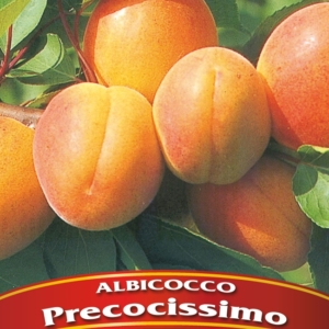 Albicocco Precocissimo
