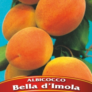 Albicocco Bella D'Imola